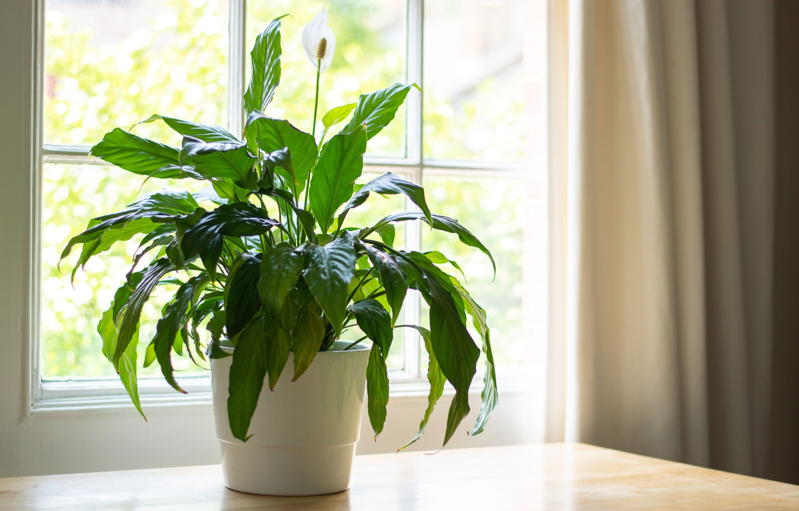 Feng Shui Plants for Good Luck and Fortune