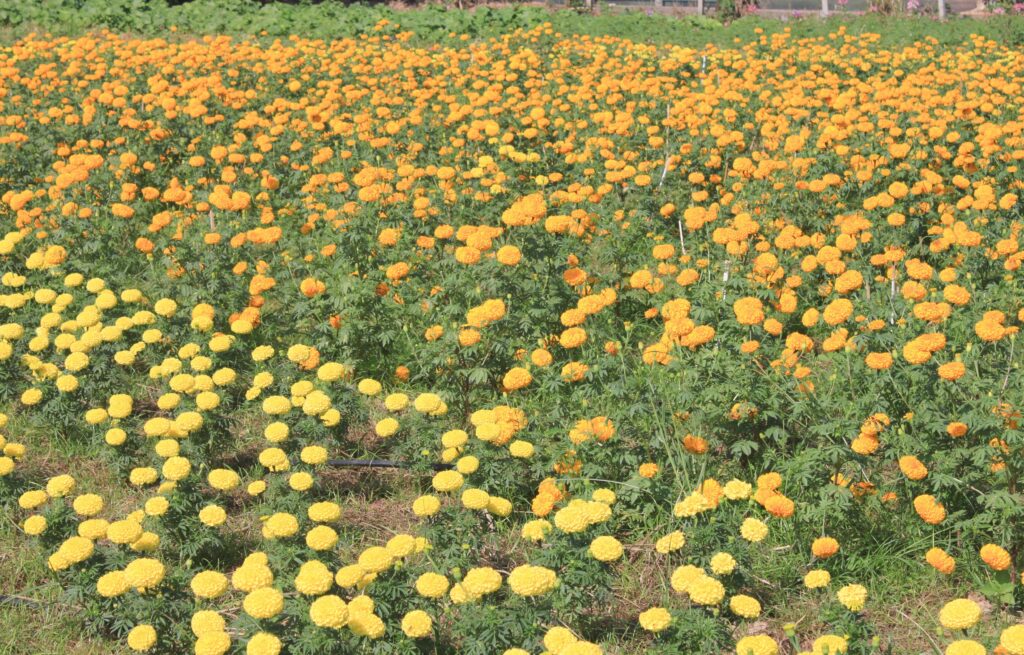 Benefits of Planting Marigolds in the Garden