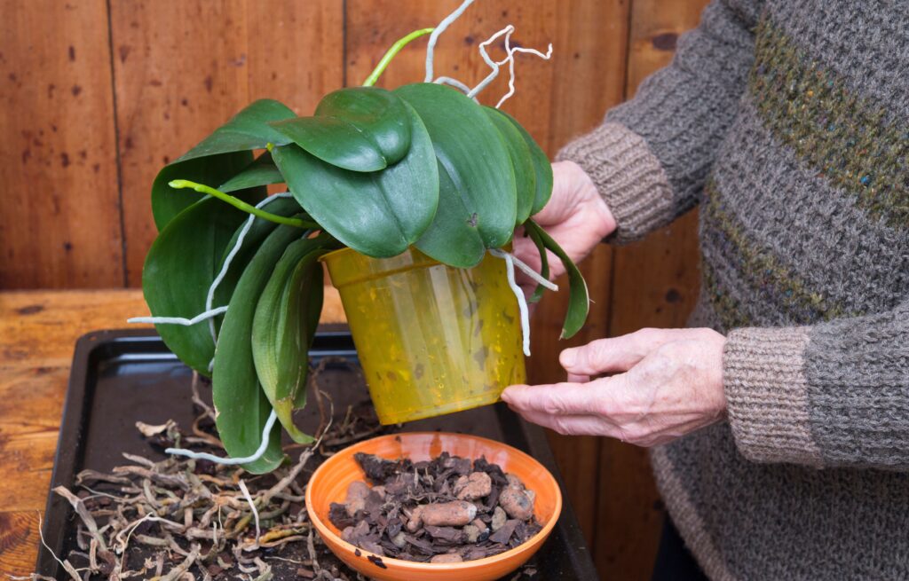 How to Treat Root Rot with Hydrogen Peroxide