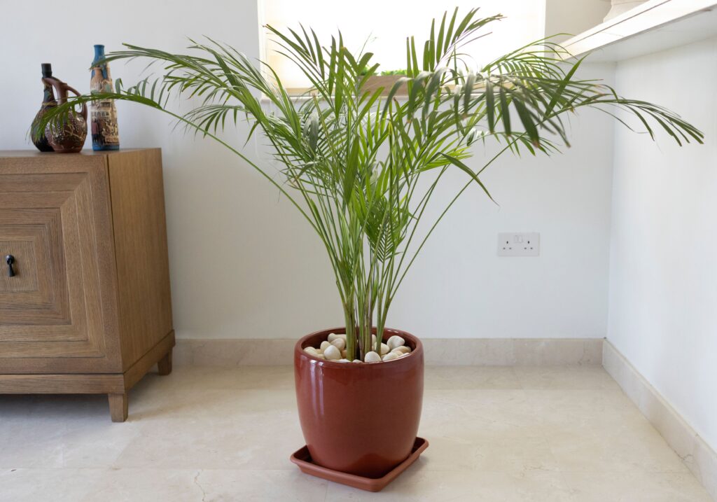 Plants That Absorb Moisture Indoors