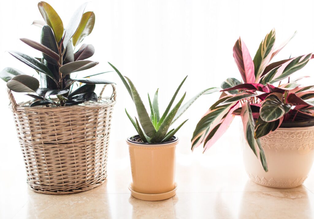 Plants That Absorb Moisture Indoors