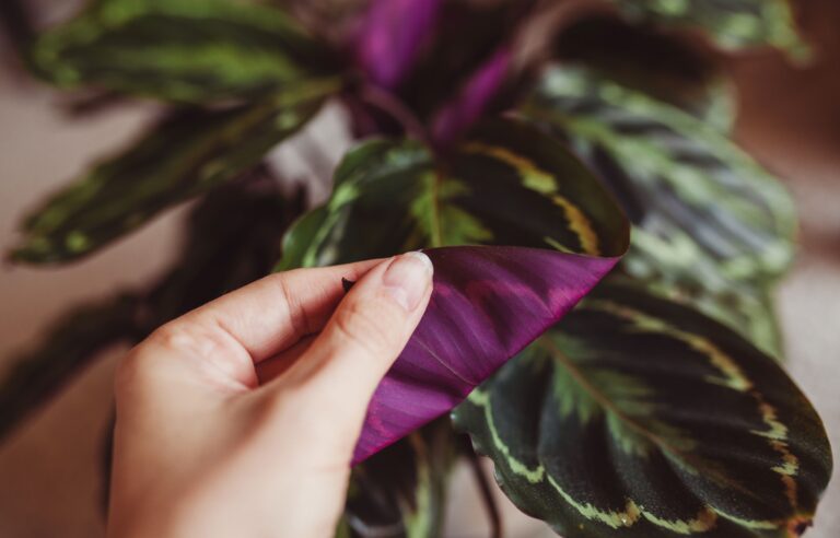 A Kaleidoscope of Colors: 6 Indoor Plants with Purple and Green Leaves