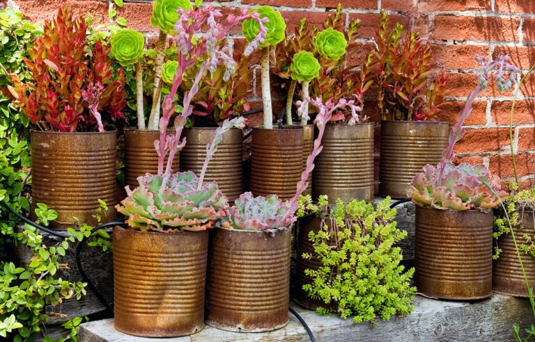 7 Stunning Outdoor Plants That Need Little Water and Maintenance
