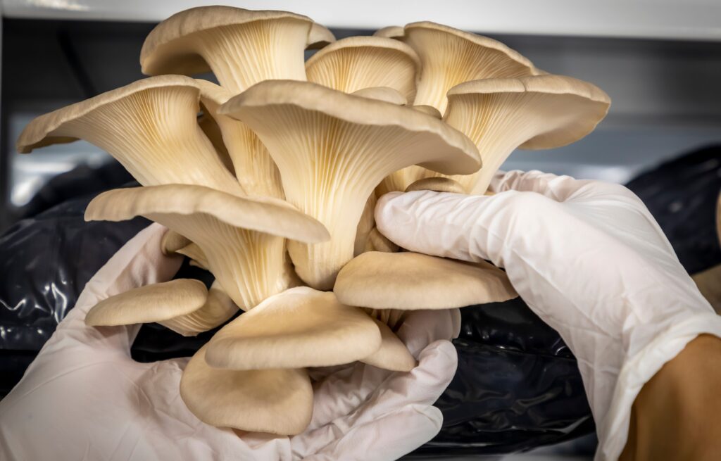 What Conditions are Needed for a Mushroom to Grow
