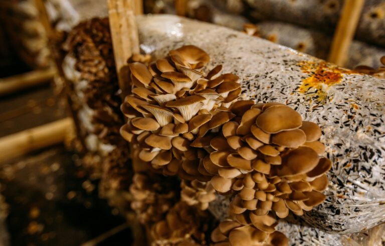 A Comprehensive Guide: What Conditions are Needed for a Mushroom to Grow