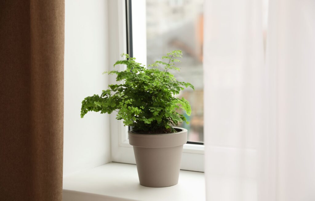 Indoor Plants That Can Withstand Heat and Cold
