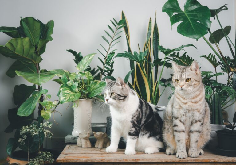 Cats and Plants: The 5 Best Indoor Plants for Beginners with Cats
