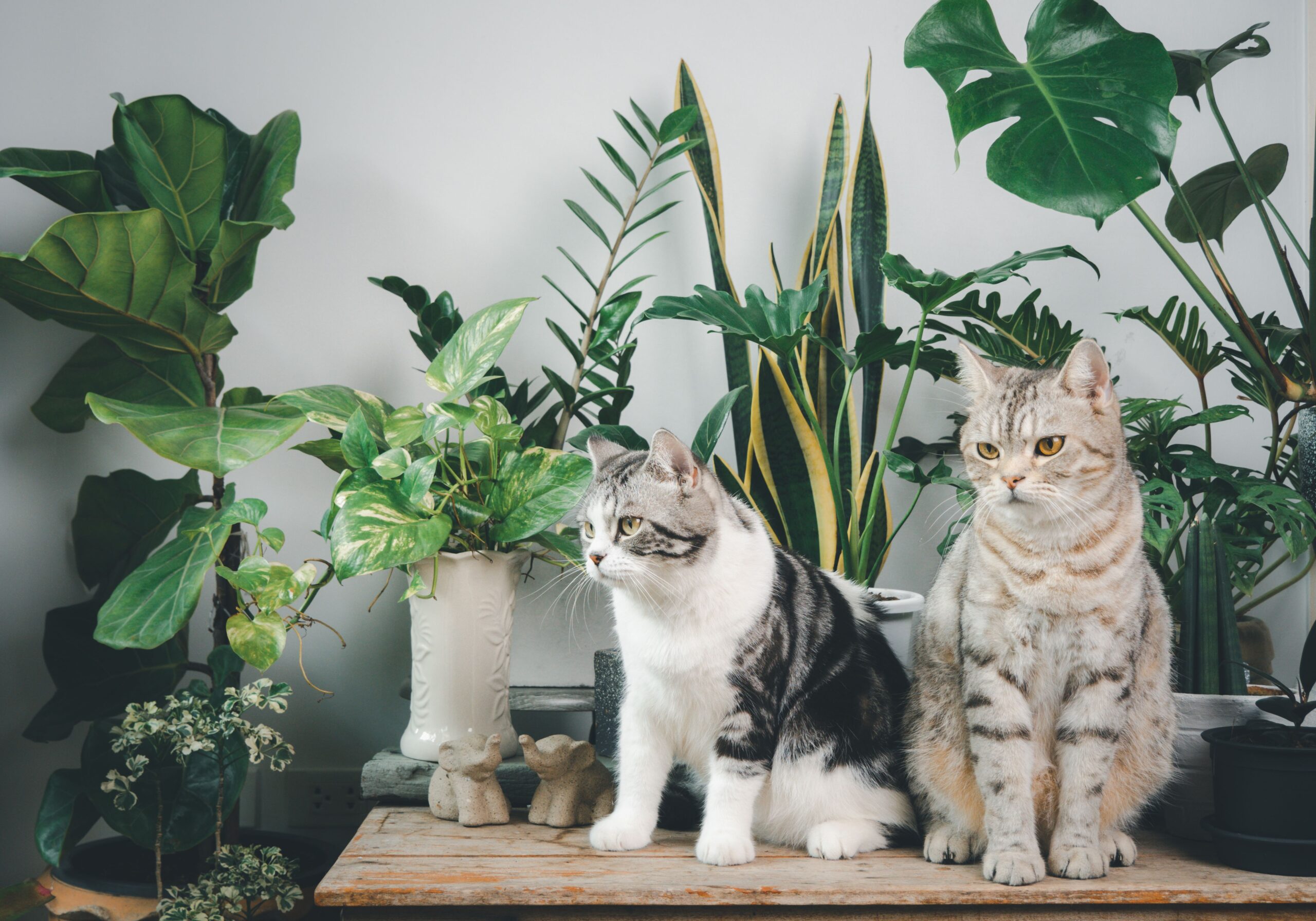 best indoor plants for beginners with cats