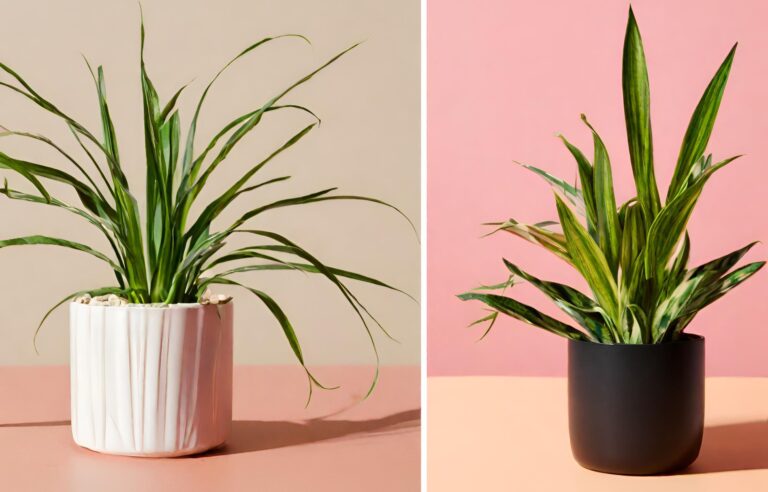 Spider Plant vs Snake Plant: Which is Better for Indoor Spaces?