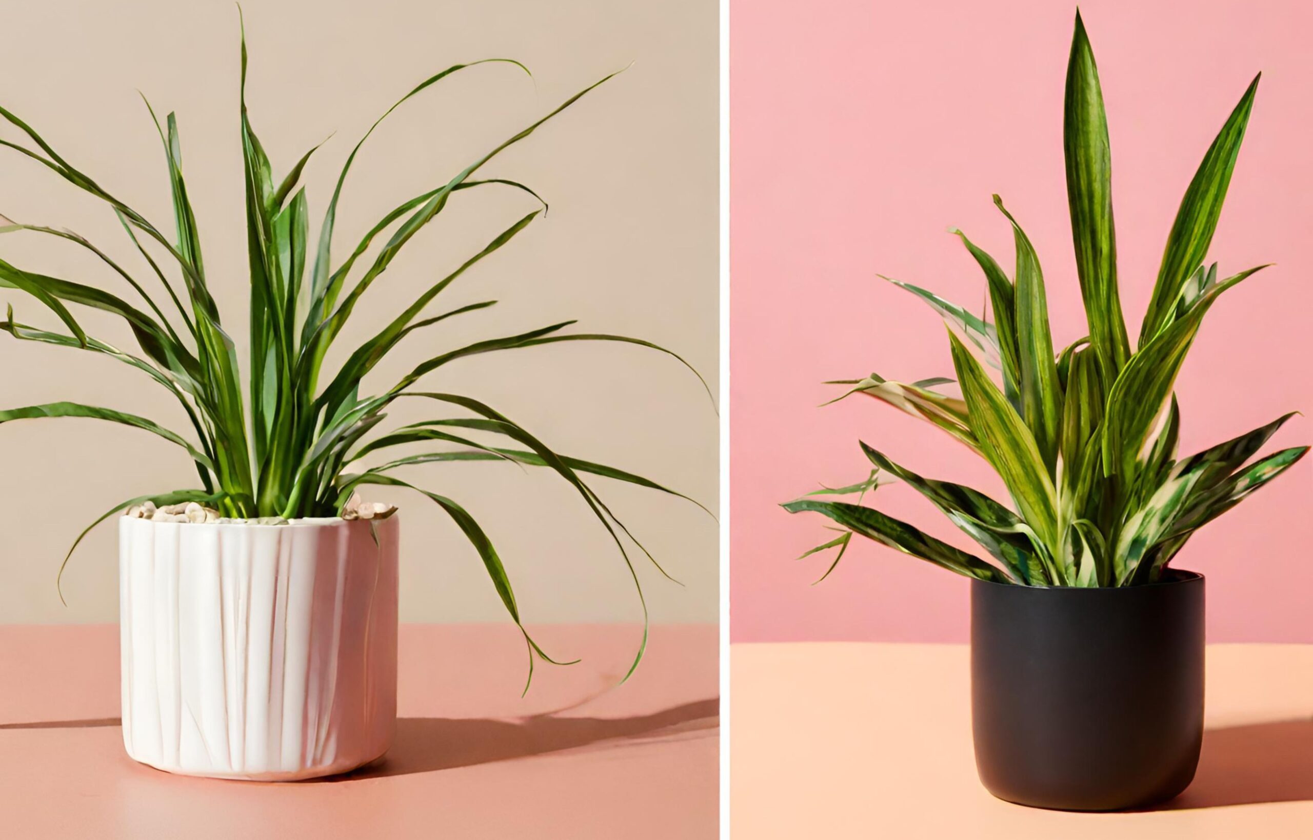 Spider Plant vs Snake Plant: Which is Better for Indoor